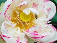 -陈家山荷花公园