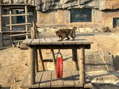 -大连森林动物园