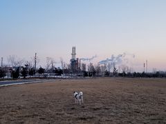-趣玩宠物乐园寄养训犬训狗游泳池