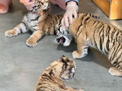 -大连森林动物园