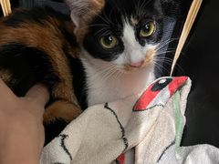 -艾贝尔宠物医院·24H转诊中心·肿瘤猫专科(江宁双龙店)