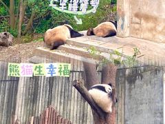 -成都大熊猫繁育研究基地
