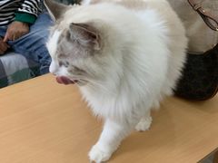 -鼓捣猫呢主题猫咖店