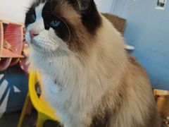 -喵屿·大理花园猫咖