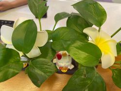 -SILKTONE诗丽堂美容