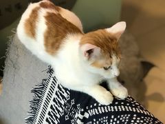 -平行世界·猫咖(首经贸店)