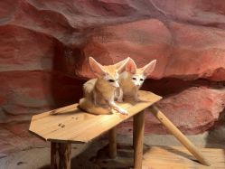 -Zoolung Zoolung动物主题公园(海信广场店)