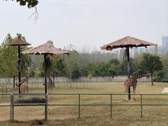 -合肥野生动物园