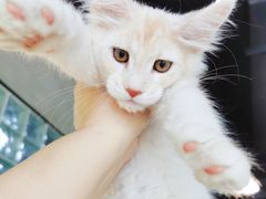 -十年猫舍·猫咪专门店(普陀店)