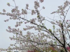 -南汇桃花村