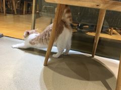 -藏猫猫咖啡主题馆(中央大道店)