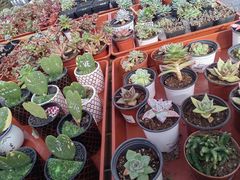 -荷兰花海