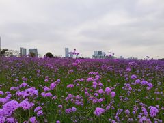 -深圳湾公园(南山区)