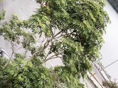 -日月潭