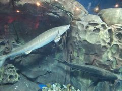 -上海海洋水族馆-停车场