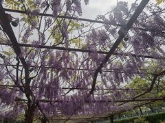 -嘉定紫藤园