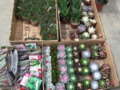 花草-顺鑫石门市场