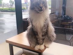 -瞄一喵猫咖(格力海岸店)