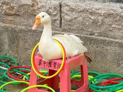 -红嫂家乡旅游区