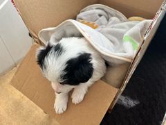 -瑞派宠物医院·犬猫全科·猫友好(宾水西道店)