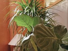 -桂满陇·手作小笼包&江南叫花鸡(中山公园店)