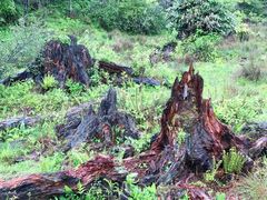 -硗碛藏寨·神木垒景区