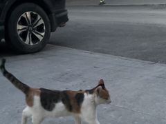 -纳吉亚猫专科动物诊疗中心(蒋宅口分院)