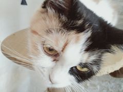 -平行世界·猫咖(首经贸店)