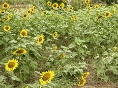 -杭州湾海上花田景区