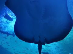 -珠海长隆海洋王国
