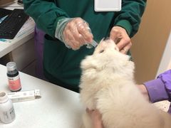 -瑞派康怡24h宠物医院·犬猫医疗中心·微创绝育(瑞景分院)