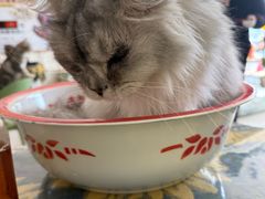 -平行世界·猫咖(首经贸店)