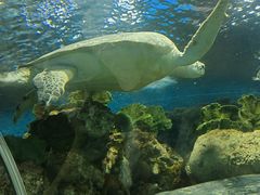 -上海海洋水族馆