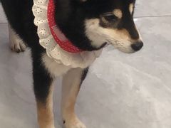 -柴犬小屋·柴餐厅·狗咖食堂(金鼎广场店)