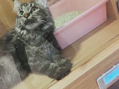 -Pets First伊珊娜洗护·精致美容·家庭式寄养(新会路店)