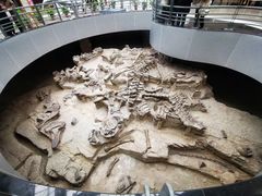 -自贡恐龙博物馆