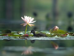 -白鹭湾湿地公园