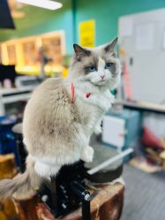 -邵老师打金·黄金加工(大望路总店)