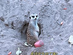 -北京野生动物园