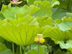 -高子水居