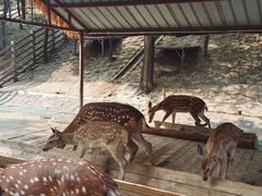 -北京鹿世界主题园