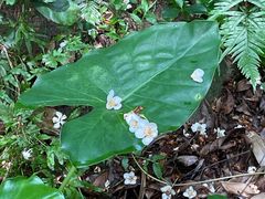 -火炉山森林公园