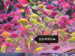 -溪岸路花鸟市场