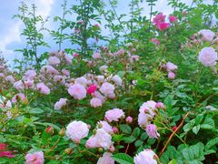 -长春公园(普阳街道)