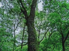 -穹窿山景区