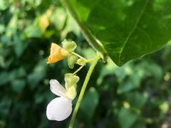 -万源龙顺度假庄园生态观光园