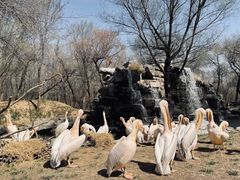 -北京野生动物园