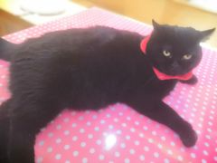 -滚猫咖啡·猫咖·猫友好撸猫(未来城店)