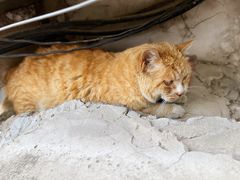 -纳吉亚猫专科动物诊疗中心(蒋宅口分院)