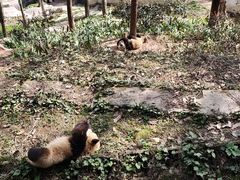 -中国大熊猫保护研究中心雅安碧峰峡基地